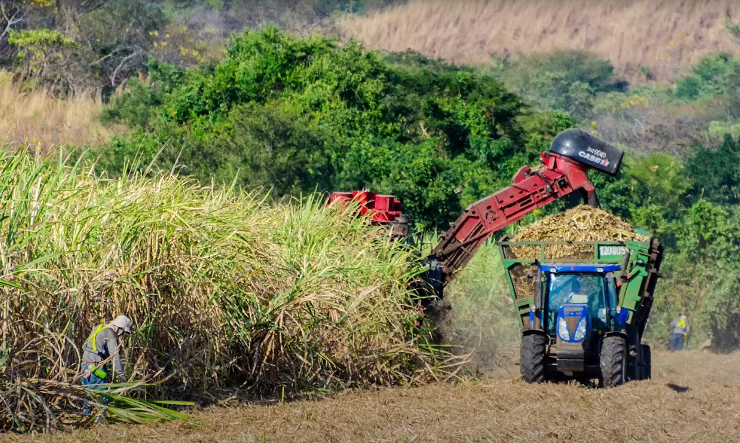 La Agroindustria Azucarera de Nicaragua ante el COVID-19